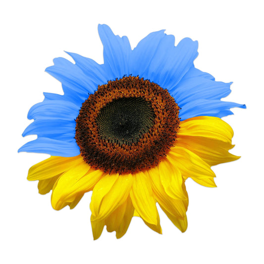 Ukraine Flag Colored Realistic Sunflower Decal - Vinyl Sticker for Cars, Laptops, Windows and Water Bottles