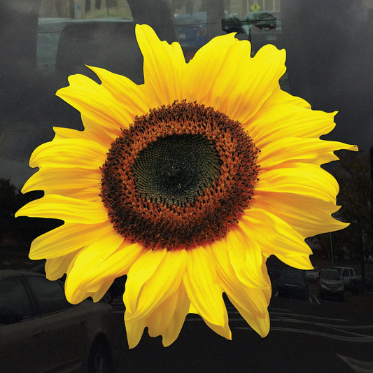 Realistic Sunflower Decal - Vinyl Sticker for Cars, Laptops, Windows and Water Bottles