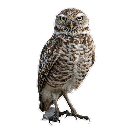 Photo Realistic Cute Owl Decal - Vinyl Sticker for Cars, Laptops, Windows and Water Bottles