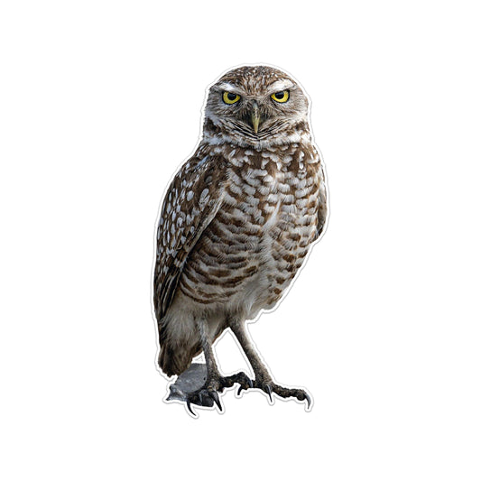 Photo Realistic Cute Owl Window Cling - Vibrant Static Cling Window Cling Indoor and Outdoor!