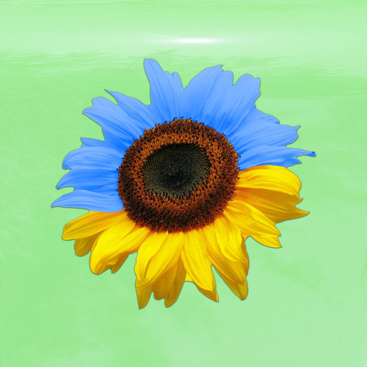 Ukraine Flag Colored Realistic Sunflower Decal - Vinyl Sticker for Cars, Laptops, Windows and Water Bottles