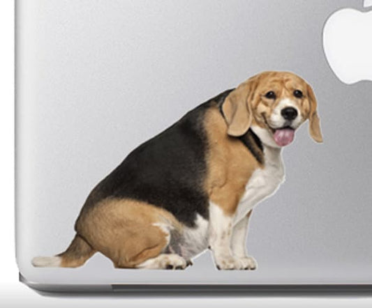 Cute Fluffy Animals #18- Fat Beagle sitting close shot - Vibrant High Resolution Full Color Vinyl Laptop Tablet Decal