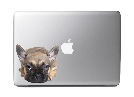 Cute Fluffy Animals #29 Sad French bulldog puppy - Vibrant Hgh Resolution Full Color Vinyl Laptop Tablet Decal